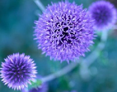 blue-to-purple-perennial-flowers-1