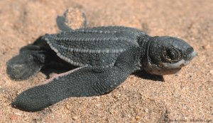 leatherback-sea-turtle-02